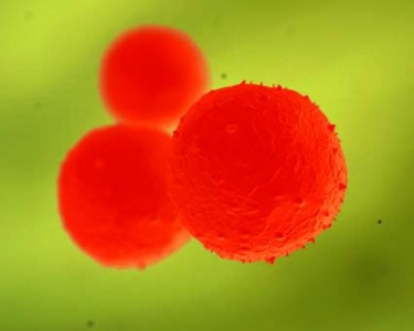 Cord blood stem cells