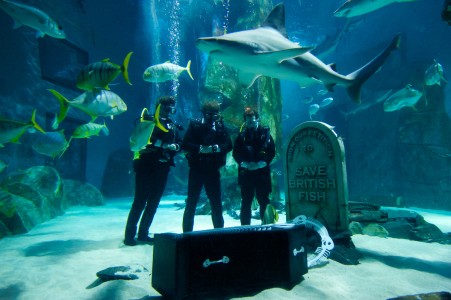 Underwater Funeral for British Fish