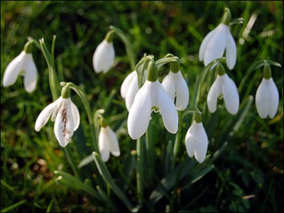 activities snowdrops