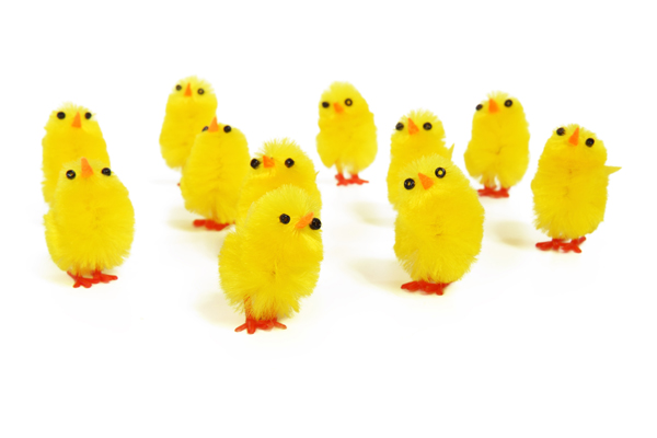 adorable-chicks