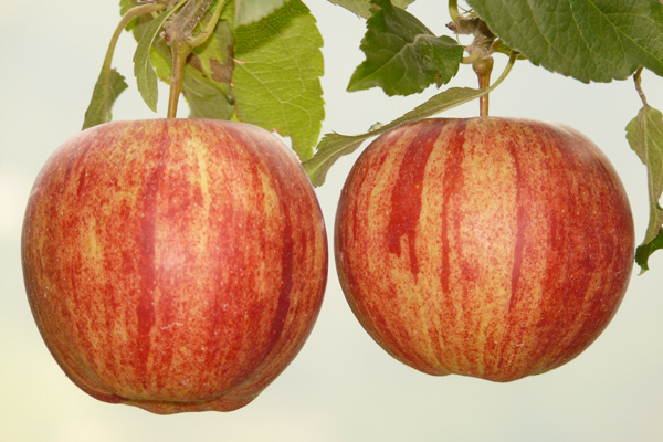 apple-pair