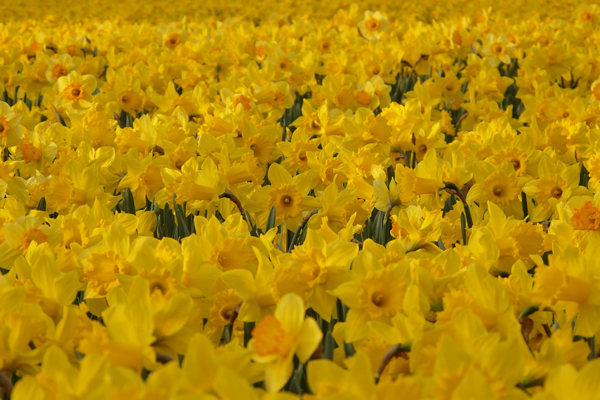 daffodils yellow