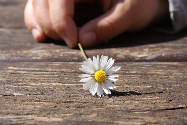 flower daisy hand