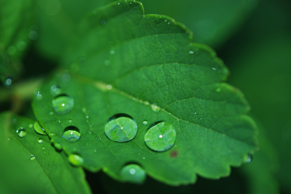 leaf-water drops