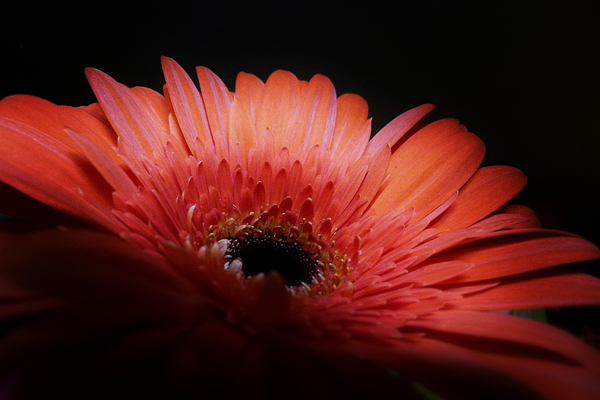 flower red close up black background 