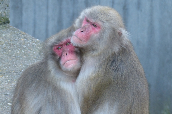 red-face-macaque-cold