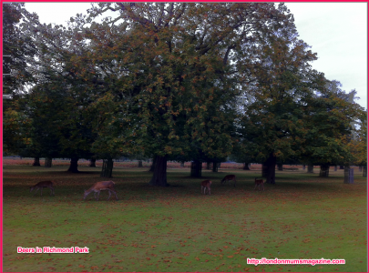 deers in Richmond Park