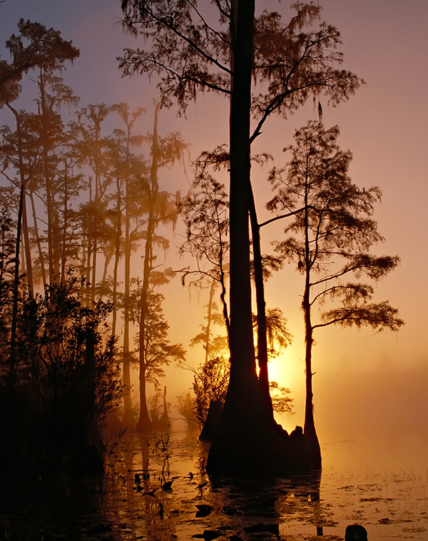 okefenokee-swamp-trees