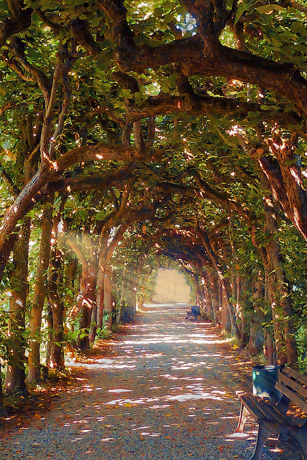 tree-alley