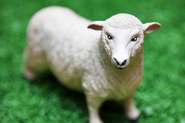 Photographing Toys Sheep