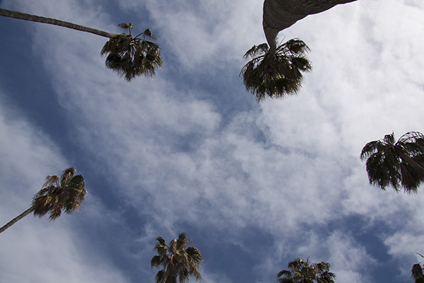palm-trees low angle