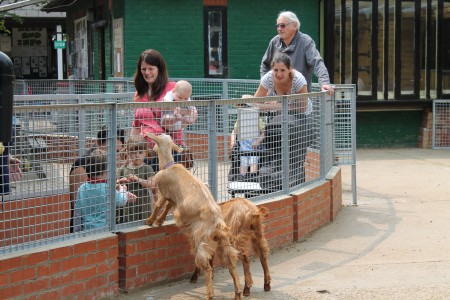 vauxhall city farm goats