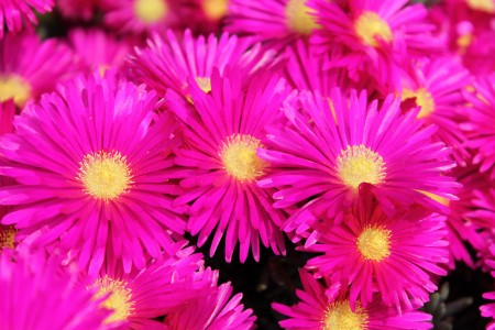 vauxhall city farm fuchsia flowers