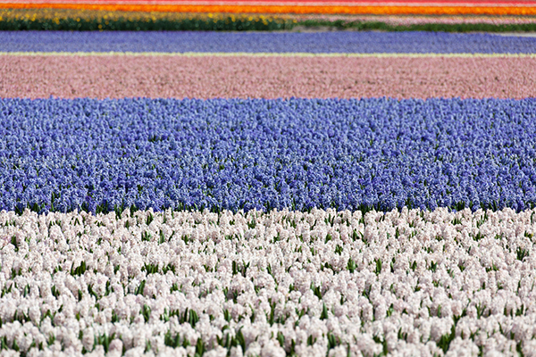 hyacinth-Stripes
