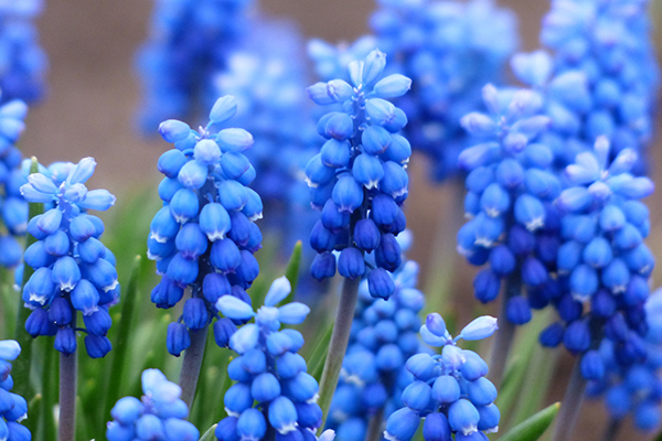 muscari-blue