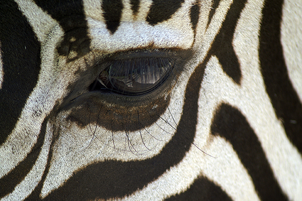 zebra-Stripes