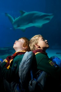 Scouts spend the night sleeping in the SEA LIFE London Aquarium