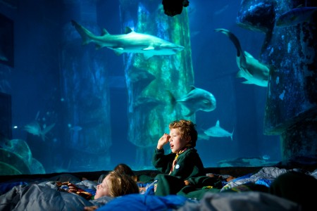 Scouts spend the night sleeping in the SEA LIFE London Aquarium