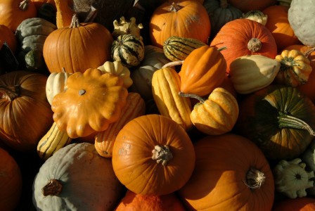 kew gardens FES_Pumpkin_Autumn_Festival_031024_031002AM033