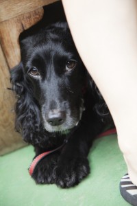 dog ©iStockphoto.comedenexposed