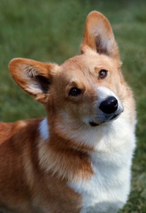 dogs Kennel Club Picture Library - Diane Pearce - Welsh Pembroke Corgi