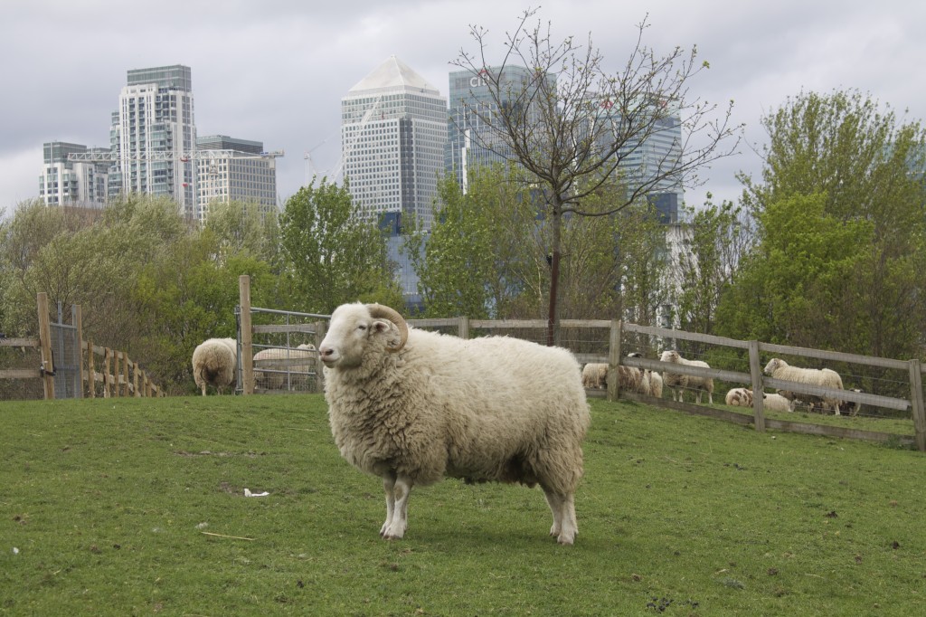 Spring Cleaning with Shaun the Sheep at Mudchute Farm
