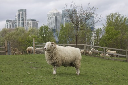 Spring Cleaning with Shaun the Sheep at Mudchute Farm