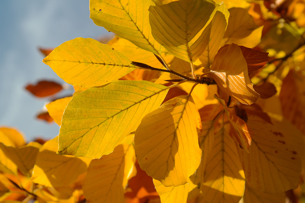 beech-leaves-228241