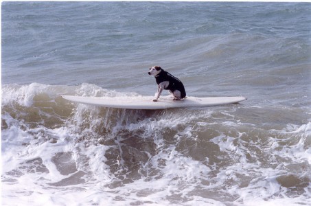 Dog on Longboard, Brighton