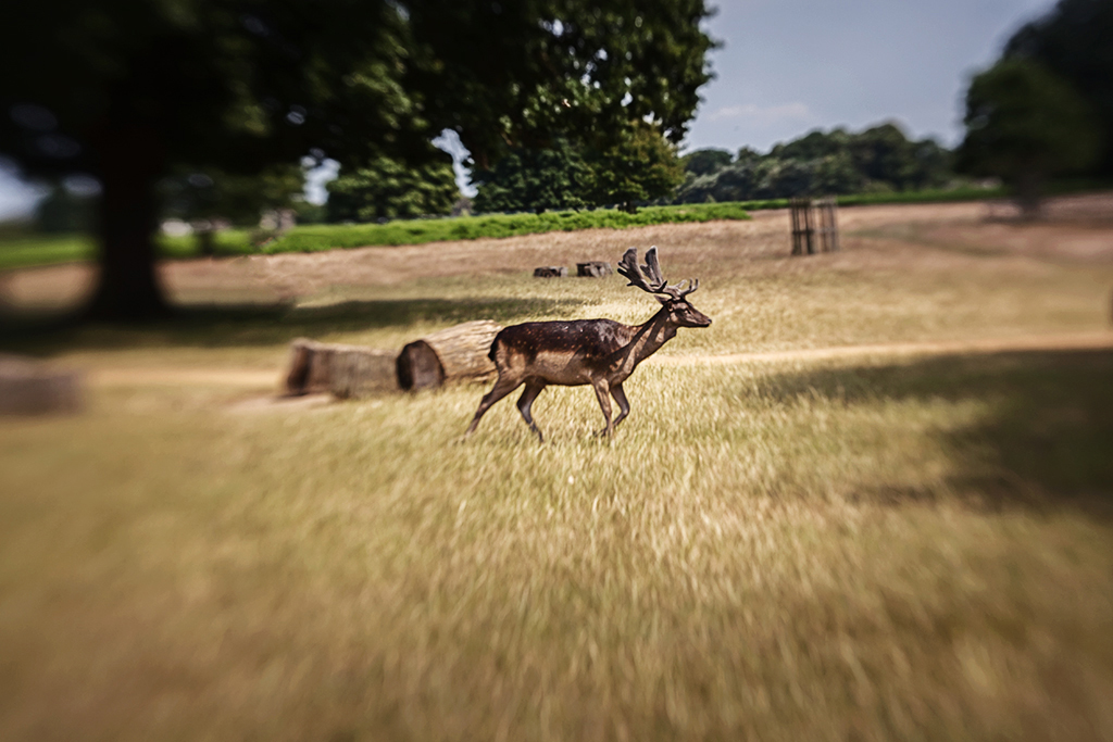 Bushy Park Deer Lensbaby