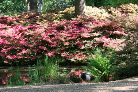 Isabella Plantation in Richmond Park