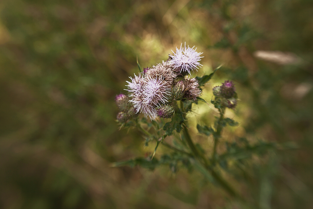Lensbaby Bushy Park flower