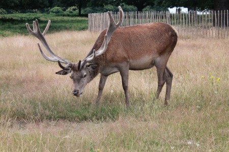 A deer in Richmond Park