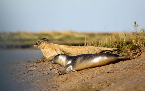 Great School Holiday Ideas From Visit Essex Wallasea Island seals r