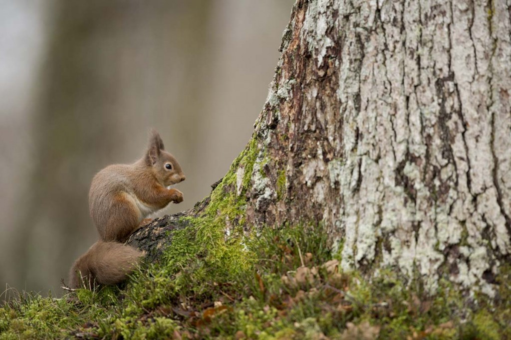 Red Squirrel Paul Hobson .18359