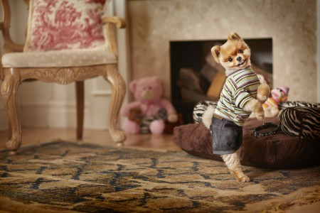 Jiff - Fastest time to complete 10m on hind legs by a dog_ 1470