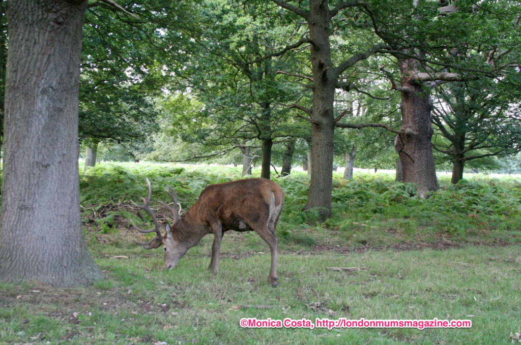 Richmond Park deer
