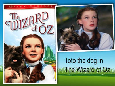 toto dog wizard of oz collage