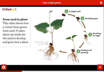 DKfindout! DK website project Screen shot 2014-11-04 at 15.10.13