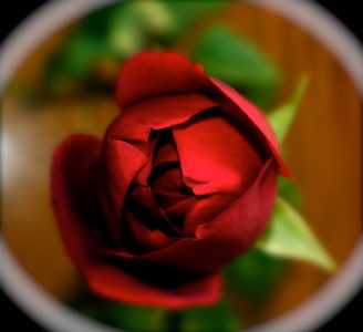 London Mums magazine Valentine red rose