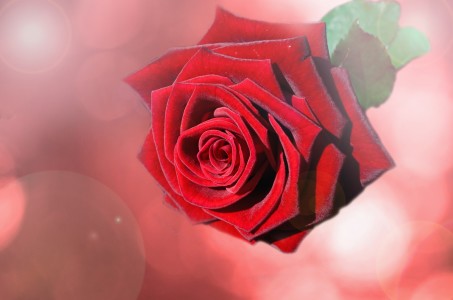 Valentine red rose flower