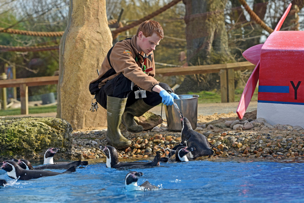 Nick, Penguin Birds Keeper feeds Penguins in Penguin Bay for Year of the Penguins