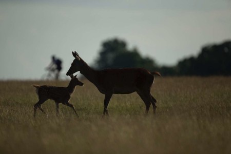 Deer & Cyclist in Richmond - Luke Massey
