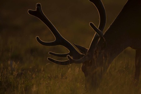 Deer in Richmond Park - Luke Massey