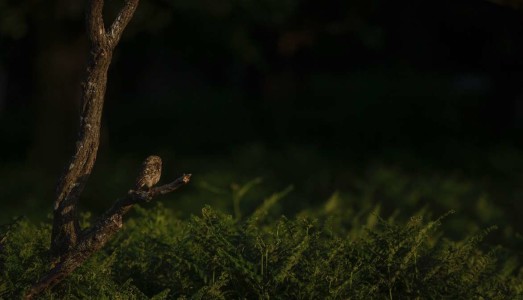 Little Owl in Richmond - Luke Massey