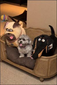 The Secret Life of Pets Kevin Hart London Mums magazine 104