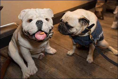 The Secret Life of Pets Kevin Hart London Mums magazine 186