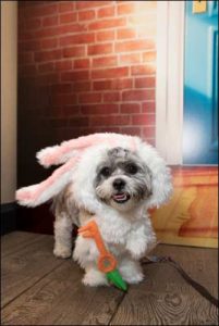 The Secret Life of Pets Kevin Hart London Mums magazine 197