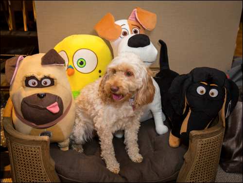 The Secret Life of Pets Kevin Hart London Mums magazine 306