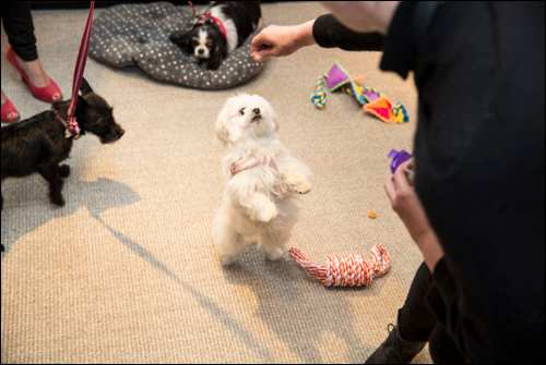 The Secret Life of Pets Kevin Hart London Mums magazine 43